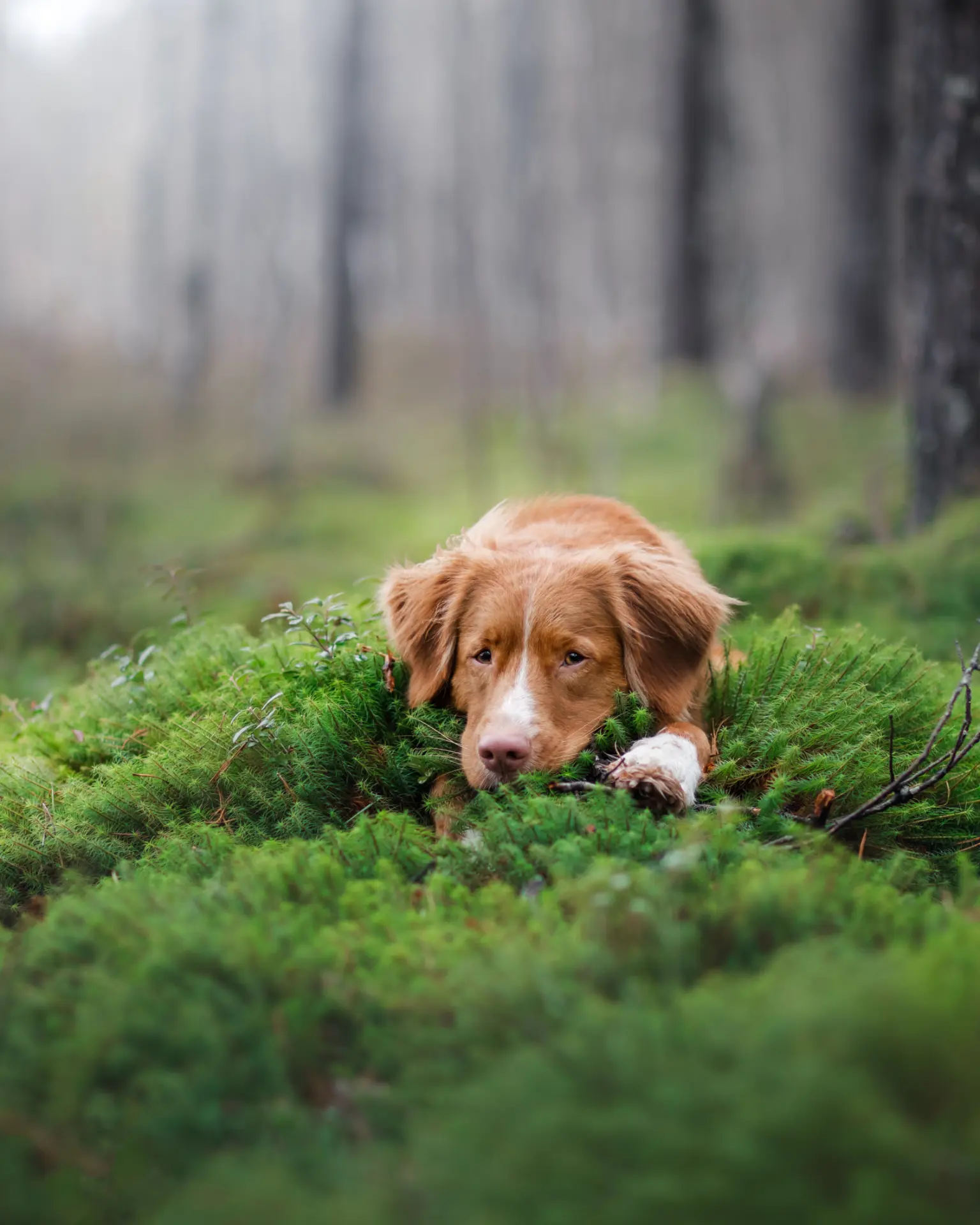 Chien allongé dans la mousse d'une forêt brumeuse